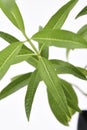 Lemon Verbena Plant Fresh Leaves Royalty Free Stock Photo