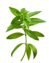 Lemon verbena plant Royalty Free Stock Photo