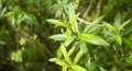 Lemon verbena`s green leaves - Aloysia citrodora Royalty Free Stock Photo