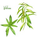 Lemon verbena, watercolour illustration