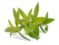 Lemon verbena Royalty Free Stock Photo