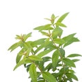 Lemon verbena Royalty Free Stock Photo