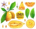 Lemon watercolor collection. Hand drawn illustration isolated on white background. Set of juicy ripe fruits. Citrus on a branch Royalty Free Stock Photo