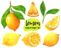 Lemon watercolor collection. Hand drawn illustration isolated on white background. Set of juicy ripe fruits. Citrus on a branch Royalty Free Stock Photo