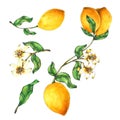 Lemon watercolor collection Hand drawn painting