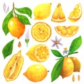 Lemon watercolor collection. Set of tropical ripe fruits. Citrus on a branch, cut in half, slice, leaf, flower, bud, seeds Royalty Free Stock Photo