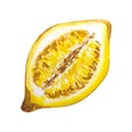 Lemon watercolor illustration. Vector lemons Watercolor style. Lemons isolated. Citrus watercolor illustration