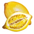 Lemon watercolor illustration. Vector lemons Watercolor style. Lemons isolated. Citrus watercolor illustration