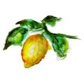 Lemon watercolor