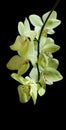 Lemon yellow flowers Orchid