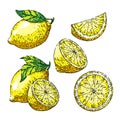 lemon yellow fruit set sketch hand drawn vector Royalty Free Stock Photo