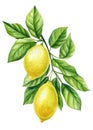 Lemon yellow fruits, tree branch leaves, realistic botanical watercolor illustration. Juicy citrus isolated hand painted Royalty Free Stock Photo