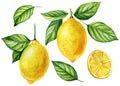Lemon yellow fruits, tree branch leaves, realistic botanical watercolor illustration. Juicy citrus isolated hand painted Royalty Free Stock Photo
