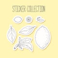 Lemonade sticker collection with hand drawn lemon, leaves and branch