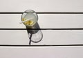 Lemonade with straw and lemon slice on a white slatted table. Background for copy space