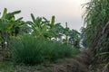 Lemongrass and banana plantations. Royalty Free Stock Photo