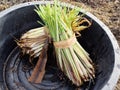 Lemongrass bunch with root in basin for planting in field. Royalty Free Stock Photo