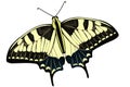 Lemongrass butterfly close up. Vector butterflies in yellow color. Insect isolated .