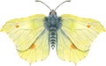 The Lemongrass butterfly. Watercolor illustration