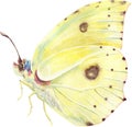 The Lemongrass butterfly. Watercolor illustration