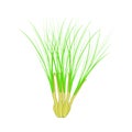 Lemongrass isolated on white background.