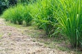 Lemongrass clump Royalty Free Stock Photo