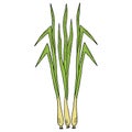 Lemongrass in color