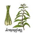 Lemongrass color vector set. Hand drawn Lemongrass tea herb Illustration. Detailed retro style images. Vintage sketch