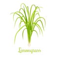 Lemongrass or Cymbopogon or Citronella grass. culinary herb Royalty Free Stock Photo