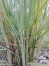 Lemongrass cymbopogon grassy longleaves Royalty Free Stock Photo