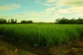 Lemongrass field