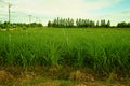 Lemongrass field Royalty Free Stock Photo