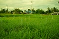 Lemongrass field