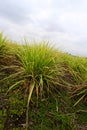 Lemongrass Field