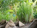 Lemongrass growing healthily on the ground in the garden / backyard Royalty Free Stock Photo