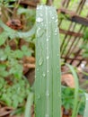 Lemongrass leaves for cooking