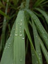 Lemongrass leaves exposed to rain Royalty Free Stock Photo