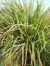 Lemongrass leaves grow shady and dense