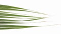 Lemongrass leaves isolated on white background