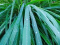 Lemongrass Leaves. Looks so fresh