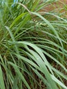 Lemongrass leaves are usually used as a spice
