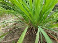 Lemongrass leaves, very fertile planted in the back of the house, for a mixture of cooking spices