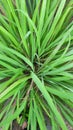 Lemongrass is part of the grass family & x28;Poaceae& x29;. They have simple bluish green leaves