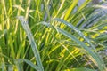 Lemongrass plant - herb and vegetable in morning