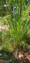 This is a lemongrass plant, for a mixture of herbs,can for mixture medical