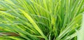 Lemongrass plants, have the Latin name Cymbopogon citratus, commonly known as lemongrass or lemongrass or grass oil. Royalty Free Stock Photo
