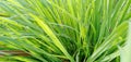 Lemongrass plants, have the Latin name Cymbopogon citratus, commonly known as lemongrass or lemongrass or grass oil.