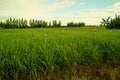 Lemongrass production field