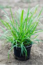 Lemongrass seedlings Royalty Free Stock Photo