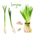 Lemongrass with slices, watercolour illustration